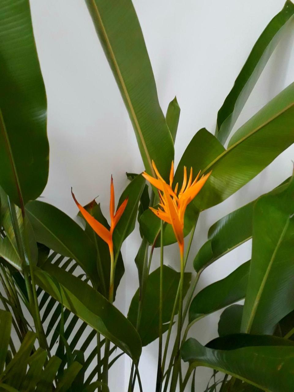 "27" Spathodea- Oasis In The City Kolombo Bagian luar foto